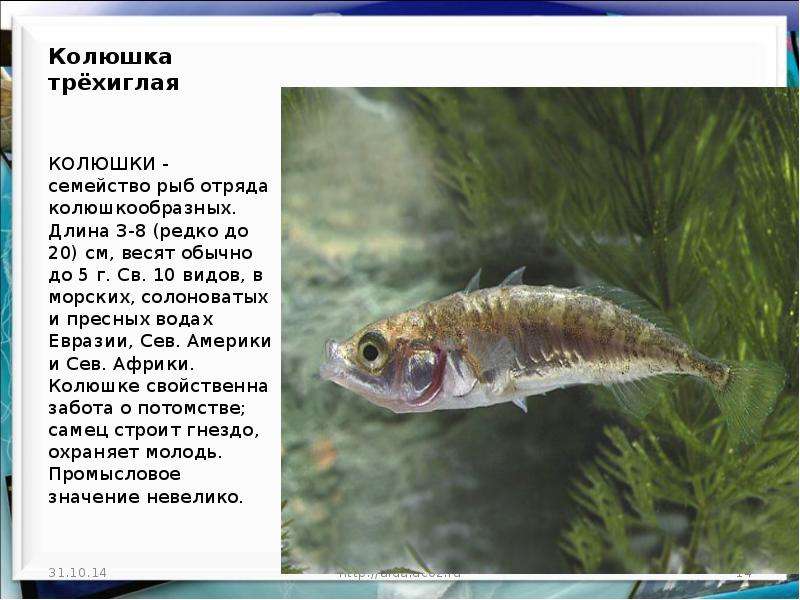 Рыба колюшка: описание, размножение, среда обитания и интересные факты :: syl.ru
