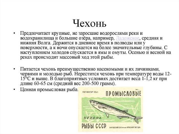Всё о чехони