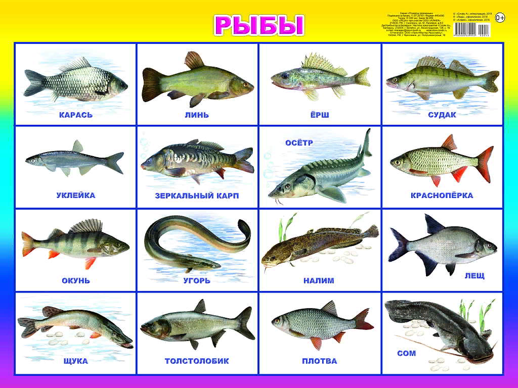 Речная рыба без костей: самые вкусные рыбы, список названий (+отзывы)