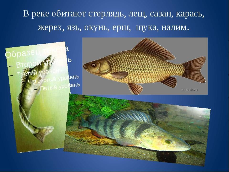 Отличия густеры и подлещика — разница во внешнем виде, образе жизни, технике вылова