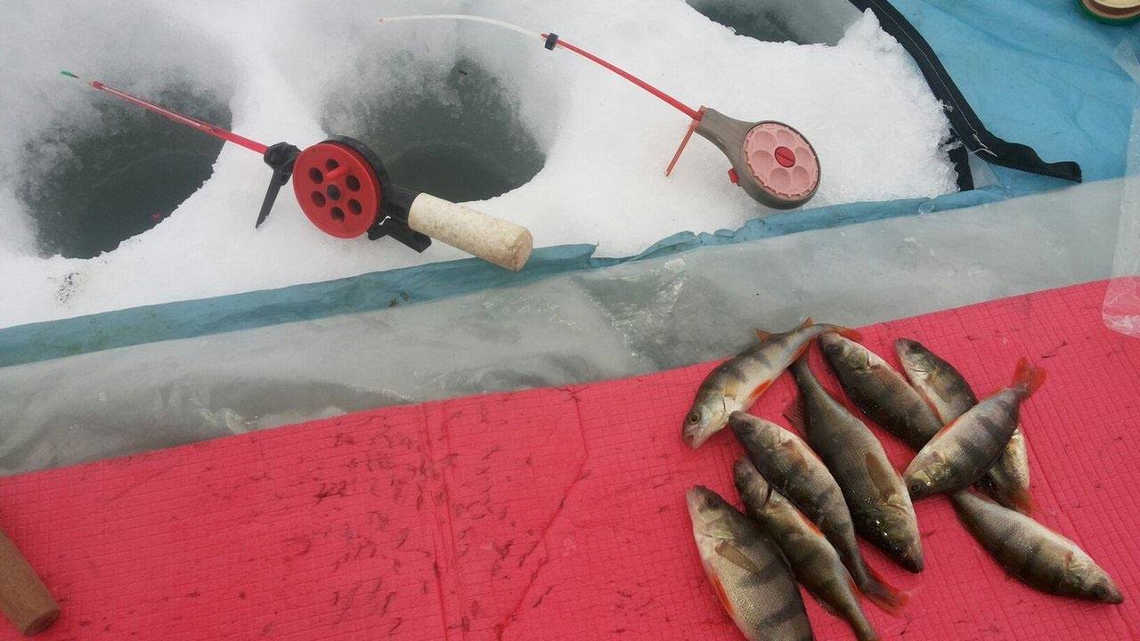 Прикорм для зимней рыбалки: обзор лучших рецептов, способов и техник прикармливания рыбы (сороги, окуня, плотвы, леща и других)