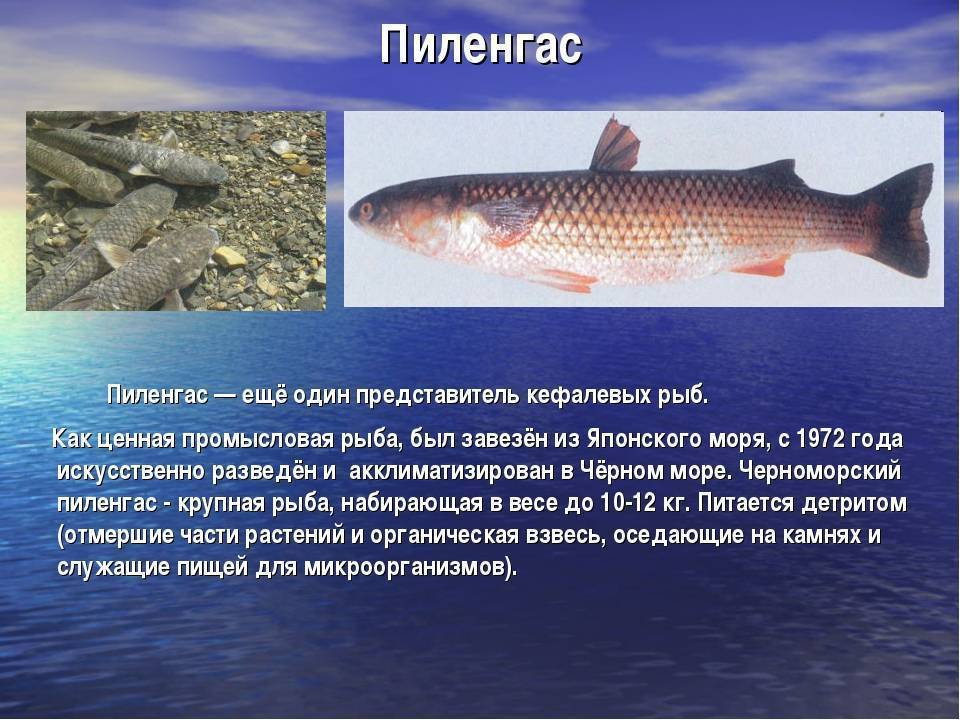 Рыбы чёрного моря: названия, описания, фото и особенности ловли, снасти и наживки