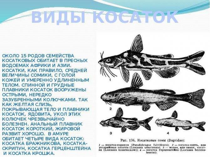 Рыба «косатка-плеть» фото и описание