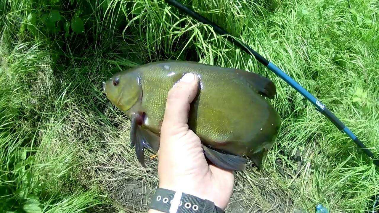 Ловля карпа летом - читайте на сatcher.fish