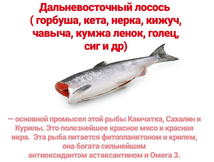 Какая рыба полезнее кета или горбуша? | польза и вред