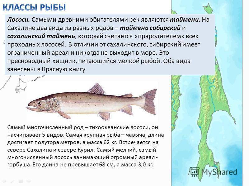 Кунджа (рыба): полезные свойства, рецепты приготовления :: syl.ru