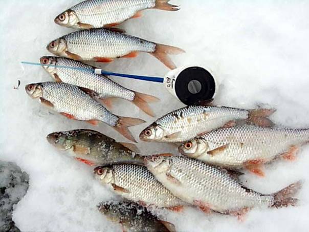 Ловля плотвы - наживки и снасть: 28 советов для рыбаков, уважающих плотву - читайте на сatcher.fish