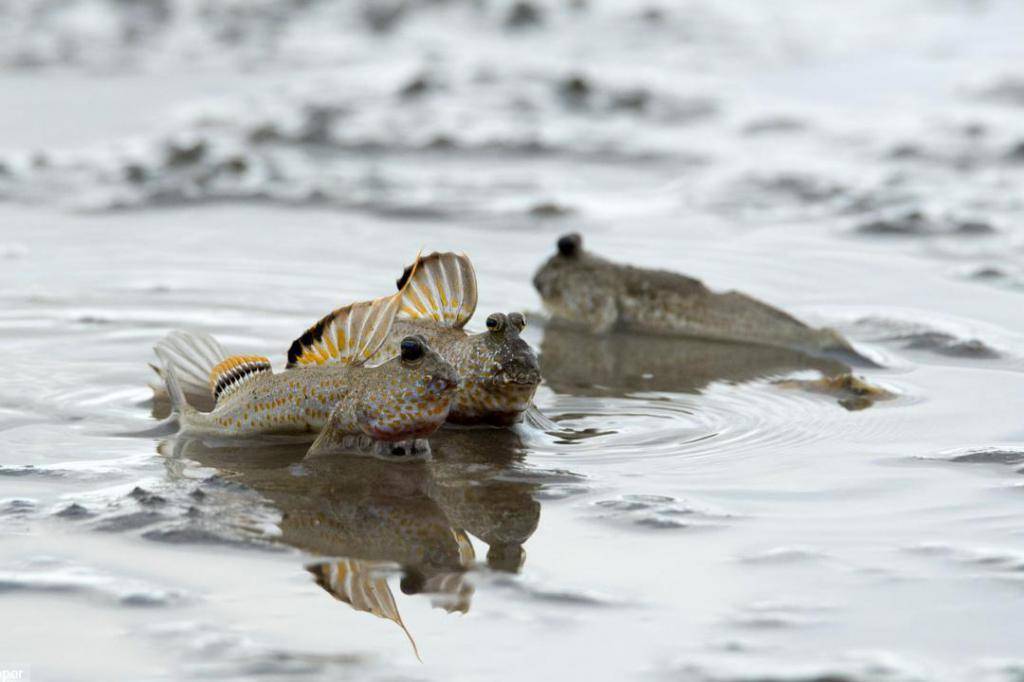 Илистый прыгун рыба. образ жизни и среда обитания илистого прыгуна | животный мир