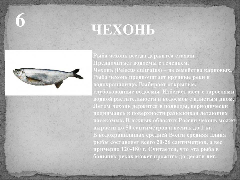Рыба «Чехонь» фото и описание