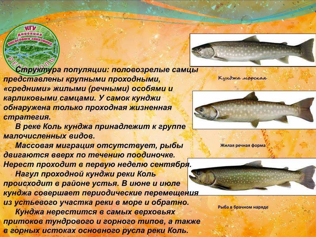 Кунджа рыба - вид, размер, ареал обитания, промысел, полезные свойства, рецепты