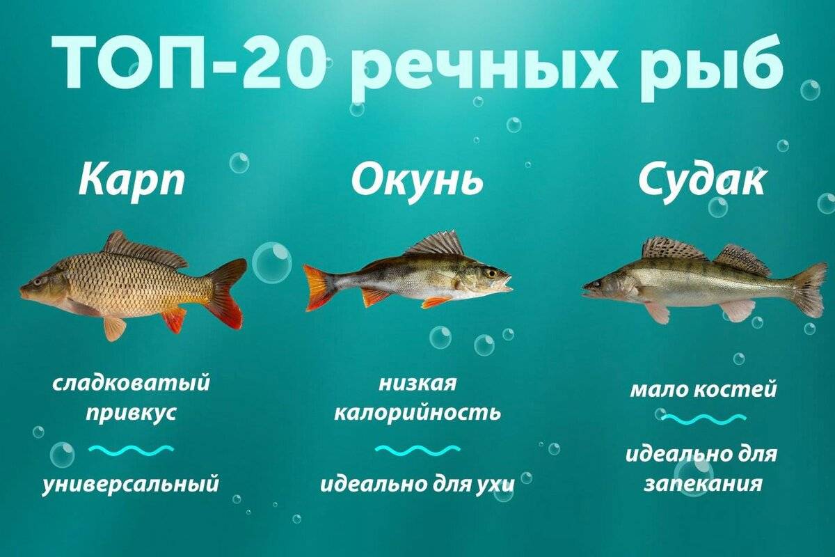 Речная рыба: мирная и хищная рыба, список рыб, названия с фото