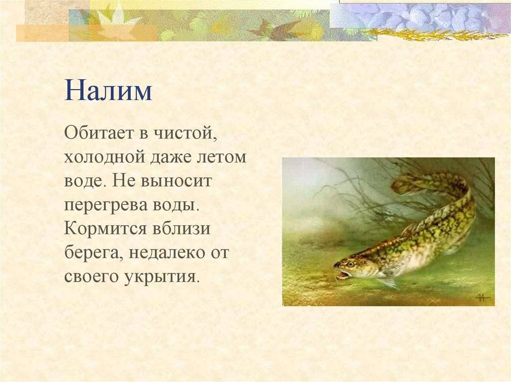 Краткое содержание «налим»