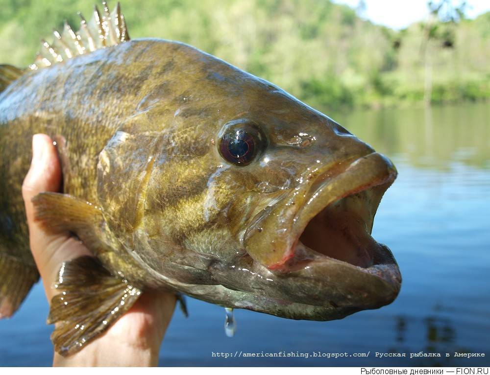 Басс красноглазый фото и описание – каталог рыб, смотреть онлайн