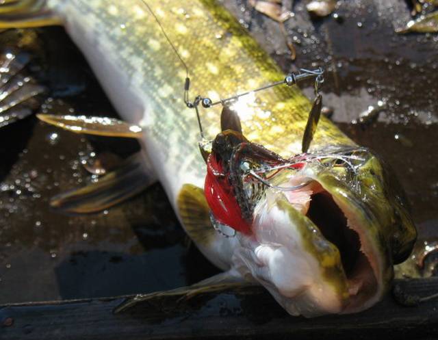 Спиннербейт на щуку: особенности ловли этой приманкой - читайте на сatcher.fish