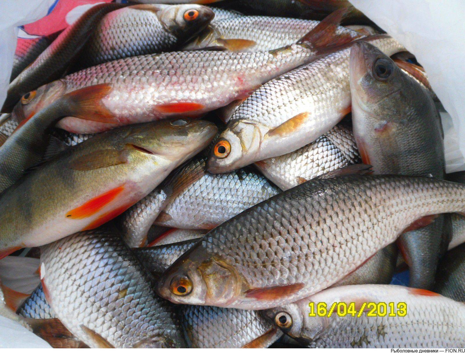 Рыба чебак: отличия от плотвы и особенности ловли