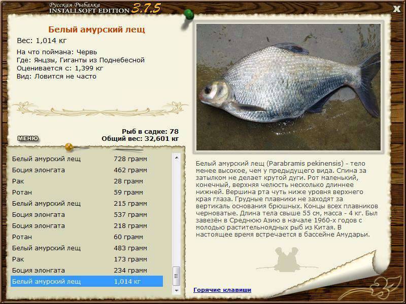 Лещ: рыба лещ фото и описание, нерест, способы ловли, образ жизни, приманки, прикормки, калорийность леща