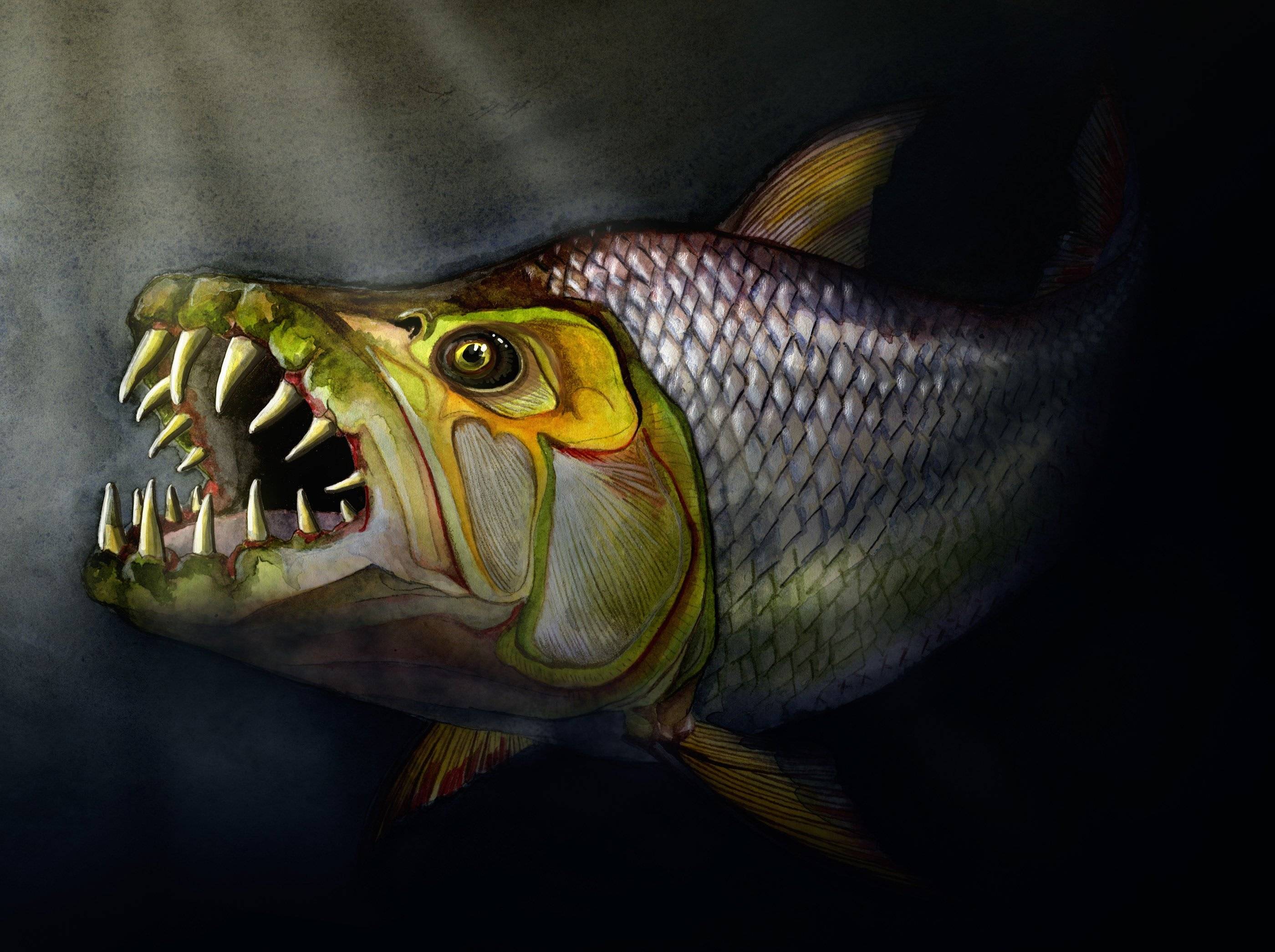 Самые опасные пресноводные рыбы-убийцы