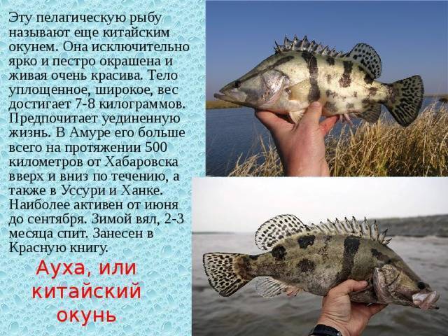 Китайский окунь: описание хищника, особенности поведения и размножения рыбы-ауха