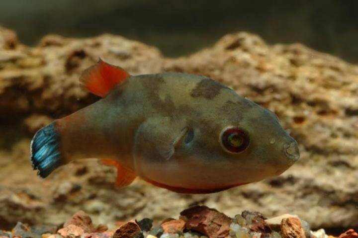 Рыба «Басс красноглазый» фото и описание
