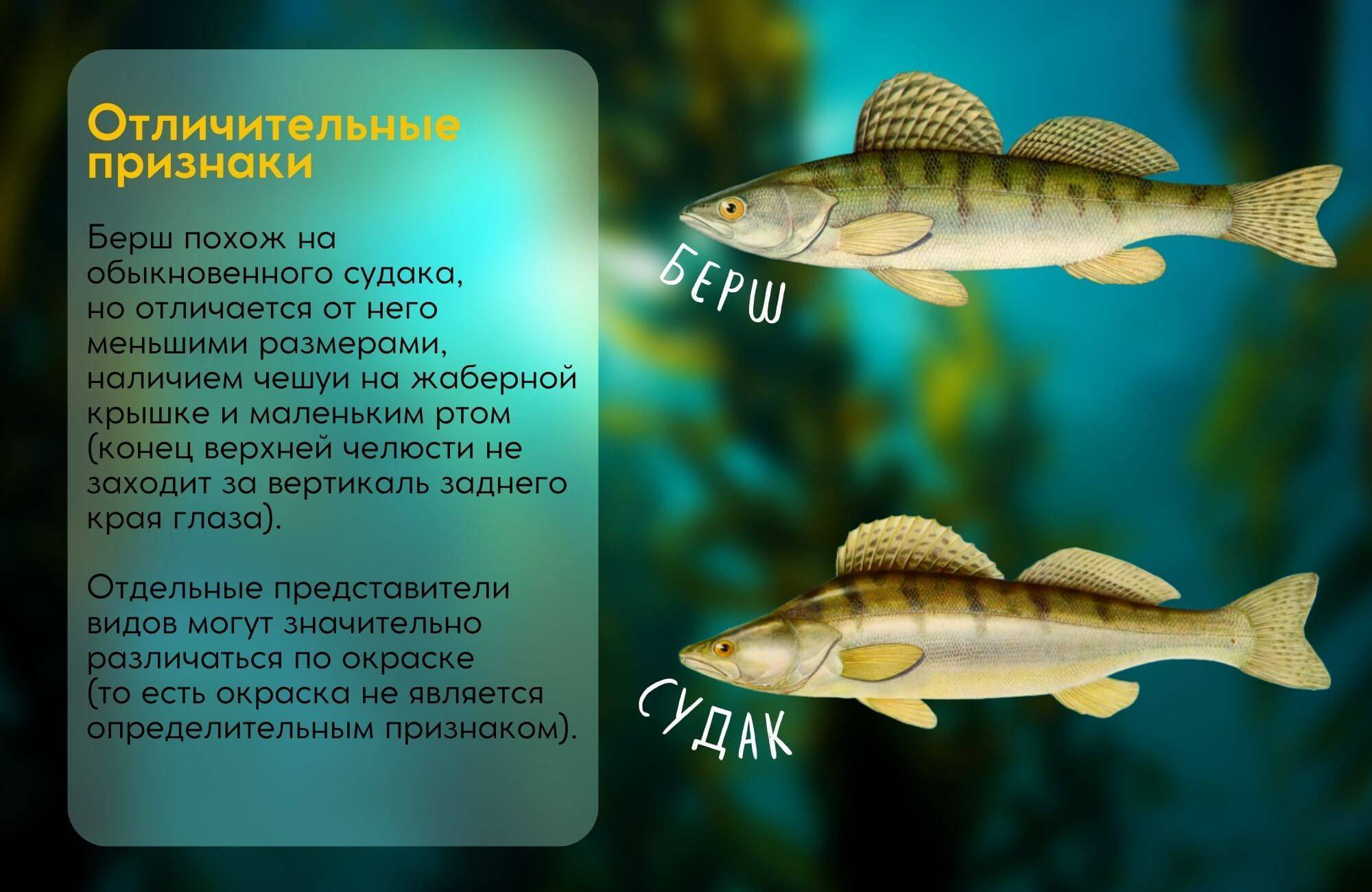 Ловля берша: советы, фото и видео - база отдыха трёхречье (ахтуба, харабали)