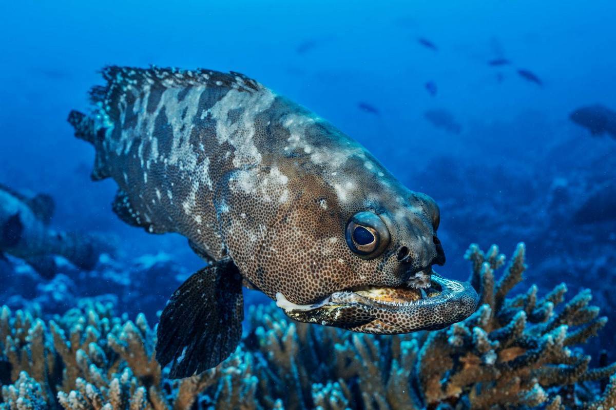 Рыба групера: фото, описание, места обитания, способы лова самого крупного окуня в мире, враги
