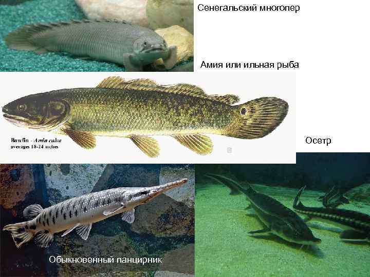 Амия фото и описание – каталог рыб, смотреть онлайн