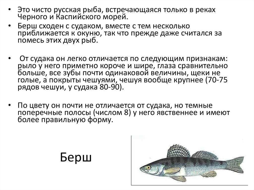 Рыба берш: описание, места обитания, способы ловли