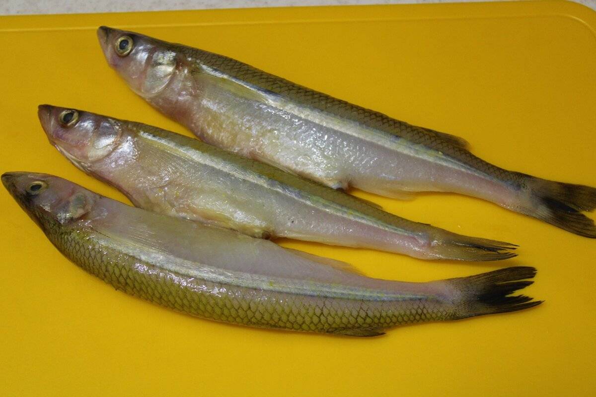 Плотва дунайская фото и описание – каталог рыб, смотреть онлайн