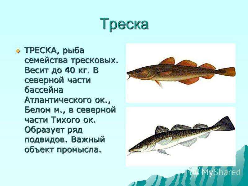 Треска рыба. описание, особенности, виды, образ жизни и среда обитания трески | живность.ру