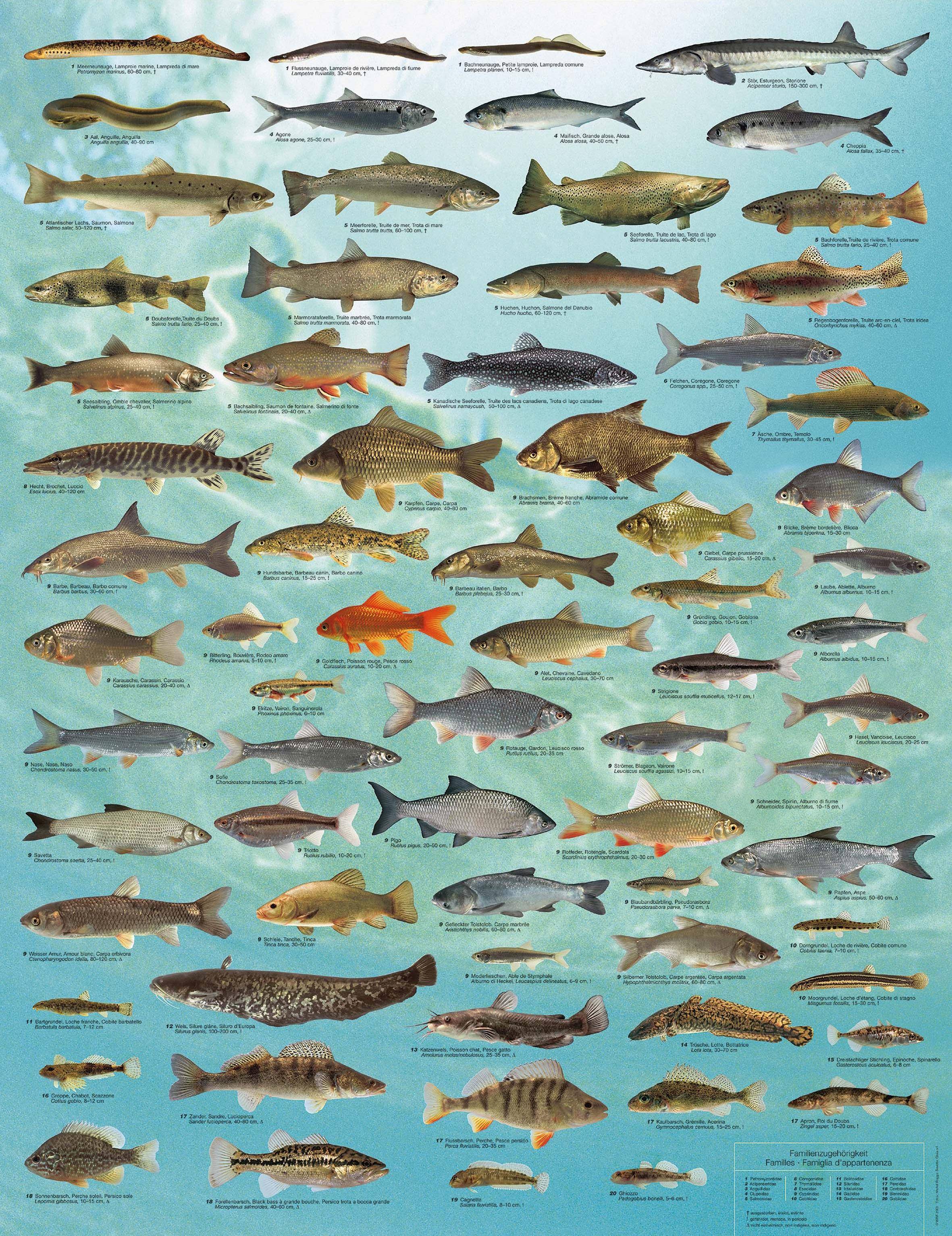 Рыба «лопатонос обыкновенный» фото и описание