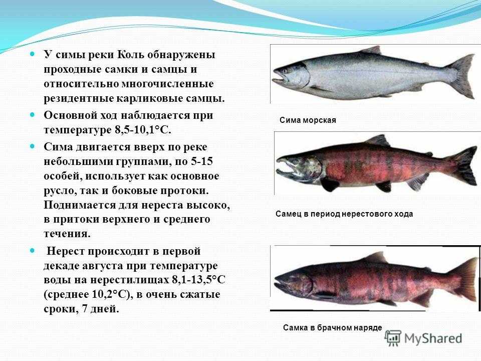 ✅ почему кета не красная: почему у рыбы белое мясо, какого цвета должно быть, может ли быть светлое и розовое - tehnoyug.com