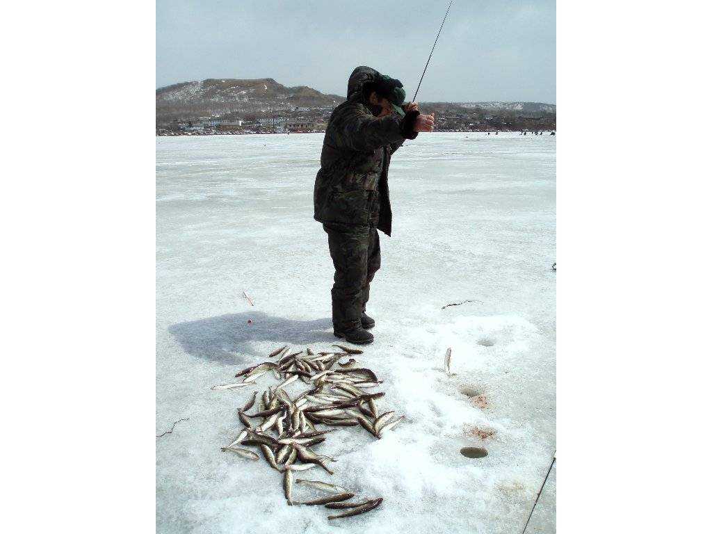 Рыба корюшка: где водится в россии, особенности среды обитания, нереста и жизненного цикла