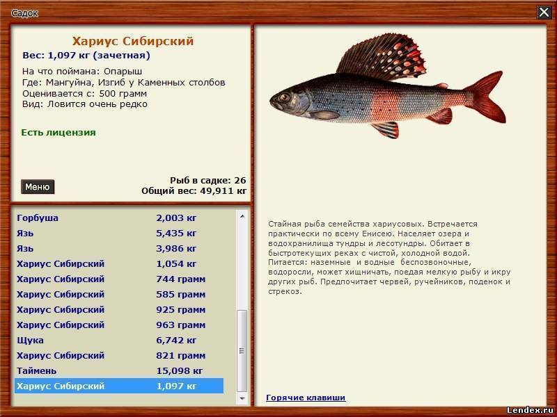 Учимся искать тайменя - спортивное рыболовство