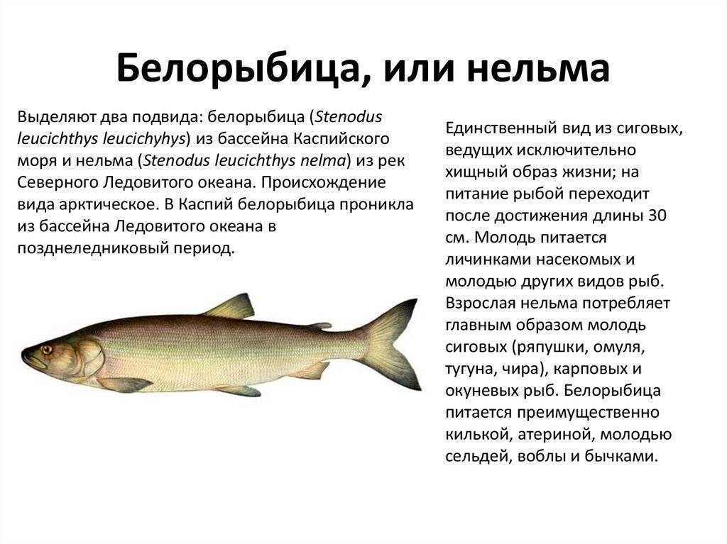 Голавль