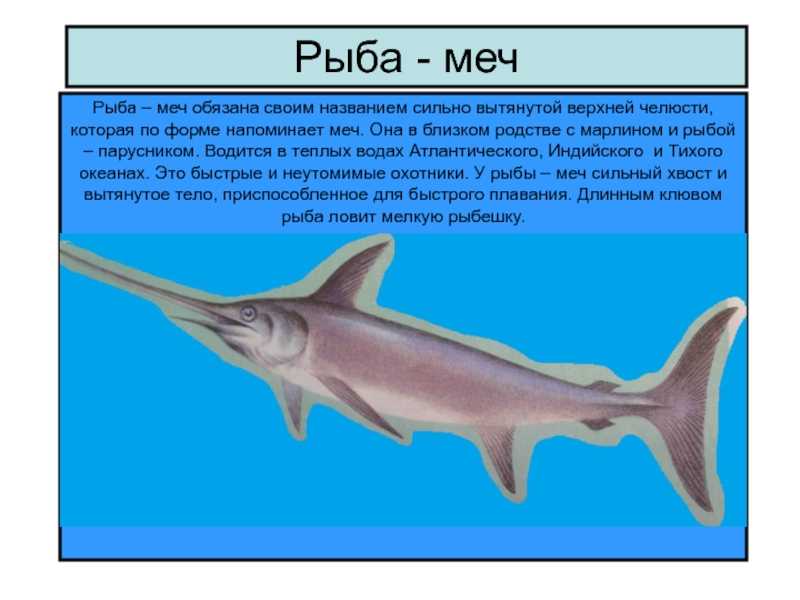 Рыба-меч - особенности, фото, интересные факты о рыбе!