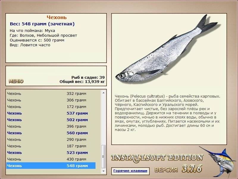 Стайная рыба чехонь