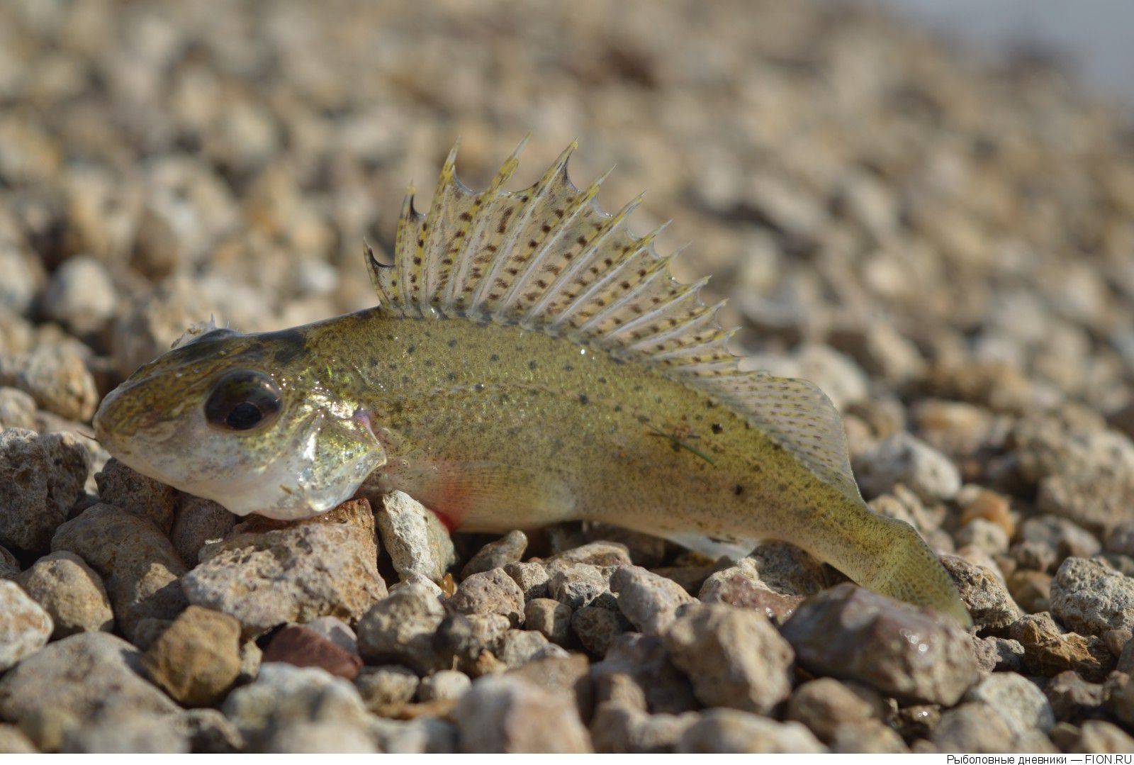 Обыкновенный ёрш (лат. gymnocephalus cernuus)
