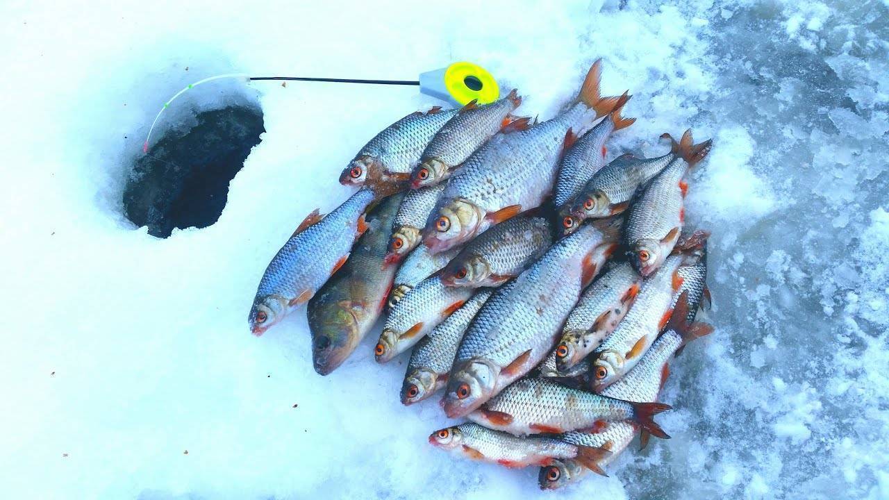Ловля чебака зимой на мормышку, как ловить летом на поплавочную удочку