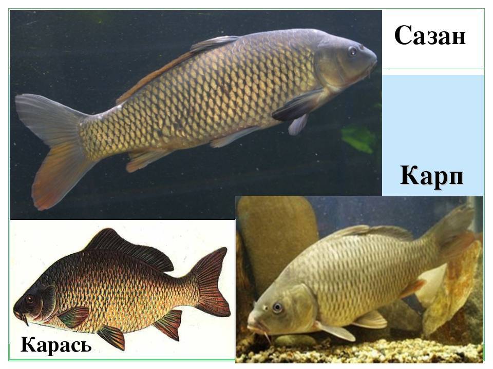 Сазан и карп в чем разница