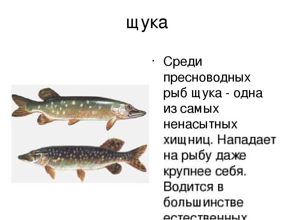 Хищная рыба щука