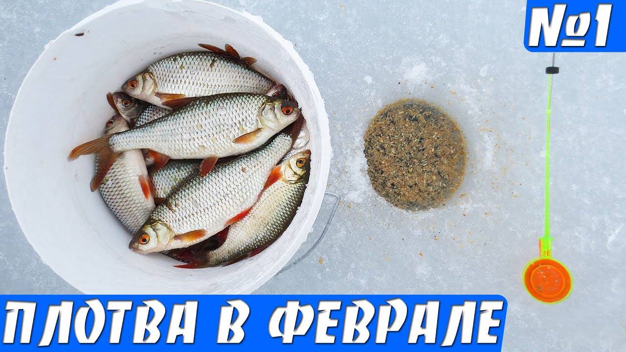 Плотва зимой: выбор места, приманки, техники ловли