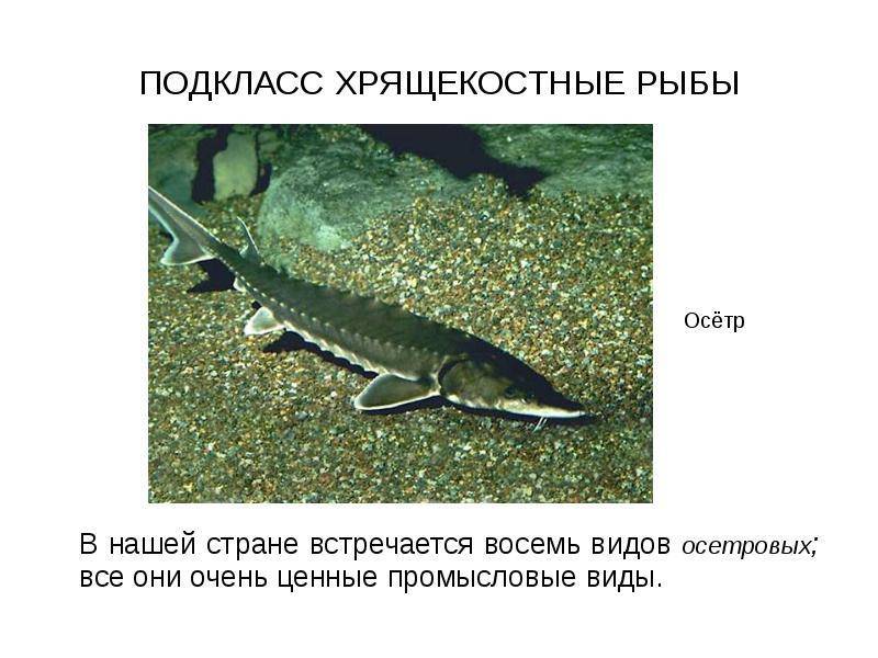 Рыба калуга фото и описание