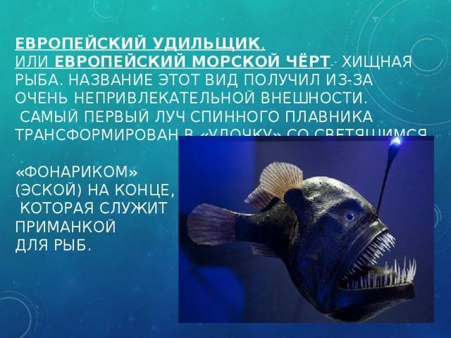 Морской черт (удильщик) – фото, описание, виды, где обитает