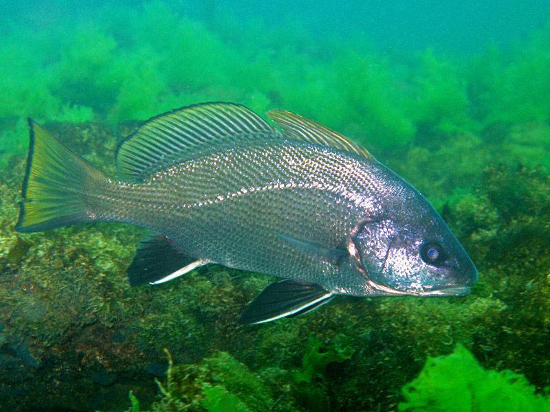 Горбыль рыба - внешний вид и места обитания