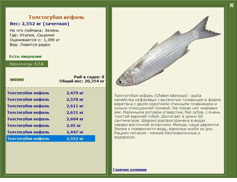 Рыба лобань - описание, места обитания, тактика ловли лобани