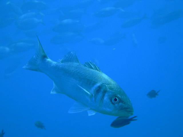 Налим морской средиземноморский фото и описание – каталог рыб, смотреть онлайн