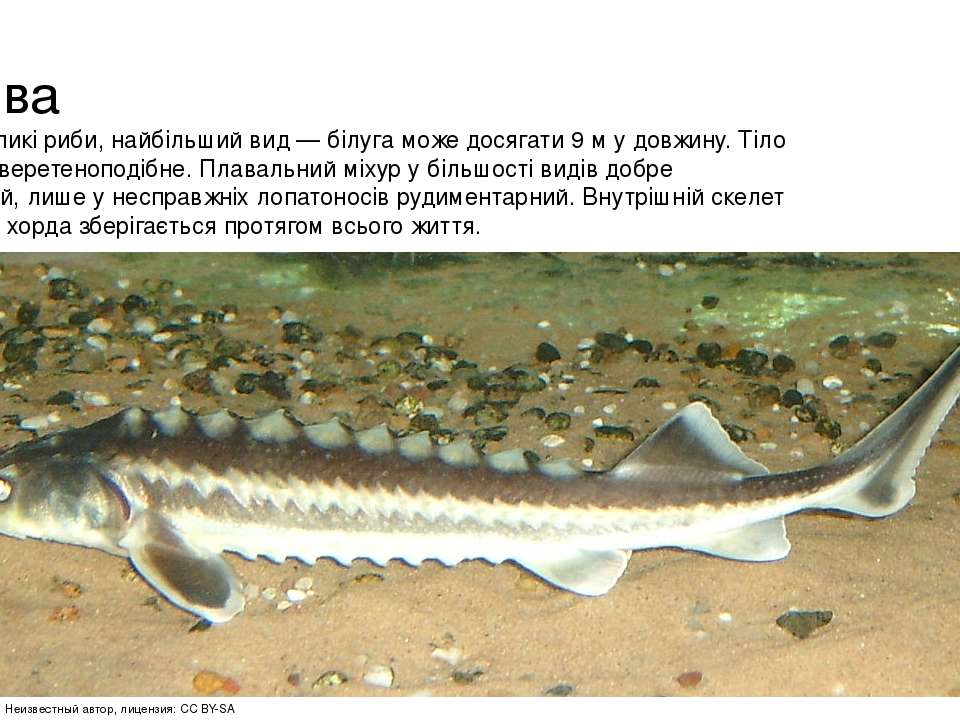 Стерлядь