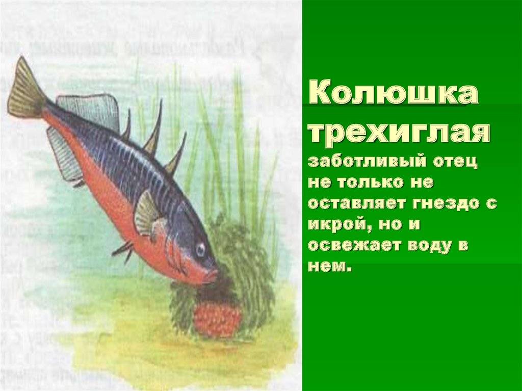 Рыба колюшка: описание, размножение, среда обитания и интересные факты