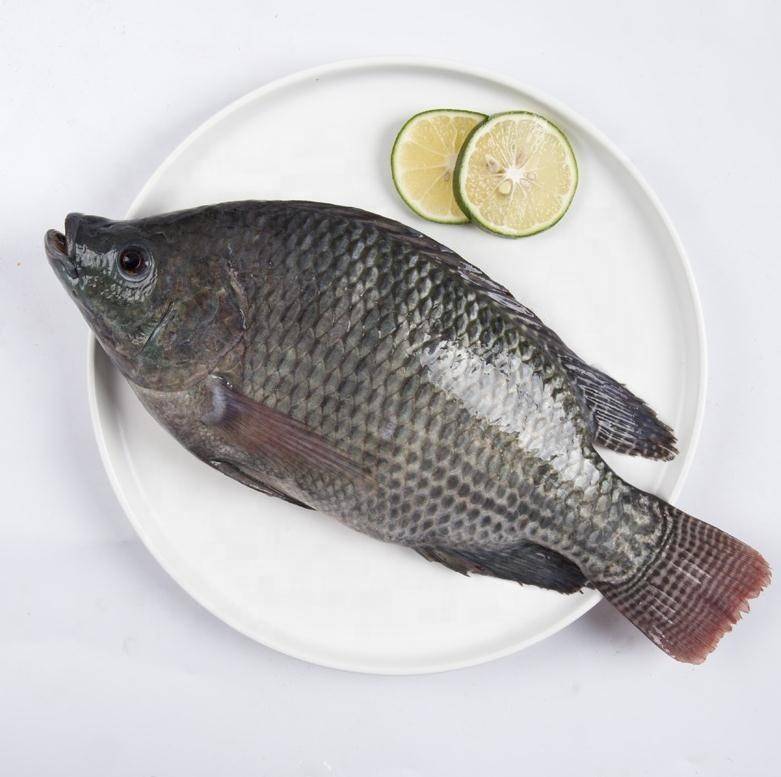 Рыба тилапия – польза и вред, где водится, как выбирать