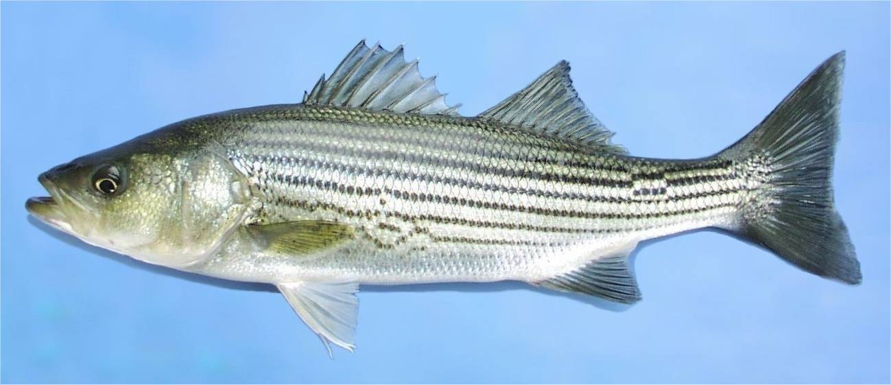 Лаврак — рыба-деликатес: описание, образ жизни, выращивание и рецепты приготовления